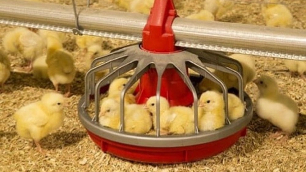Sale of modern poultry feeding line in Tabriz, Manaj Sanat company Sale of modern poultry feeding line in Tabriz, Manaj Sanat company