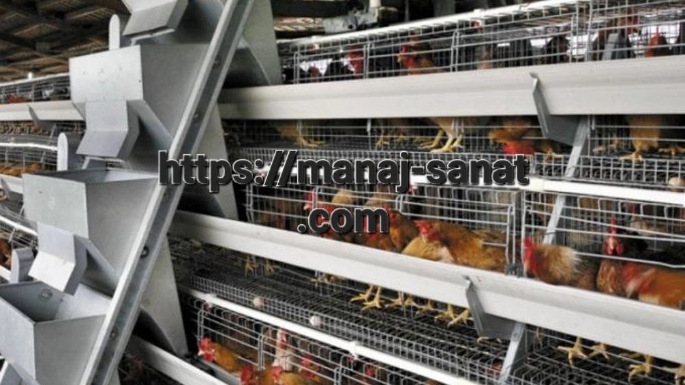 Industrial broiler cage with a new design in Tabriz Industrial broiler cage with a new design in Tabriz
